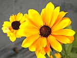 Gloriosa Daisy Rudbeckia hirta